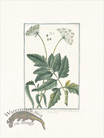 Bonelli 502 Hartwort